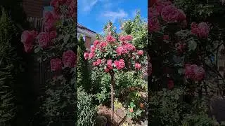 Леонардо да Винчи