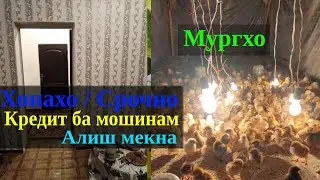 Хонахои фруши / кредит - ба мошинам алиш мекнад / шанса аз даст надех