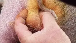 Кострация поросёнка