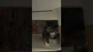 Буся криминал 😅