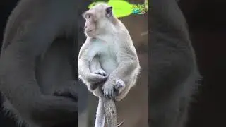 The talent of monkey😂❤️.