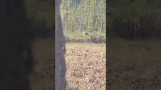 Rare Woodland Caribou in the Springtime!  #Caribou #Alaska