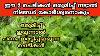 ഈ 2 ചെടികൾ ഒരുമിച്ച് നട്ടാൽ നിങ്ങൾ കോടീശ്വരനാകും