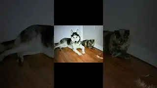НАШИ ЛЮБИМЫЕ ПИТОМЦЫ#husky #funnyanimals #funnypets