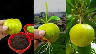 Elephant apple (Chalta) tree from cutting || How to grow elephant apple