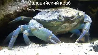 Малавийский краб