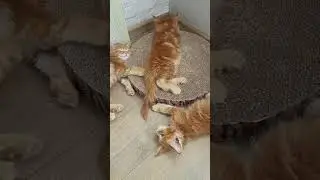 Котятки 21 мая 2021 год