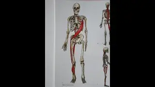 Myofascial chains. Connection with Chinese acupuncture