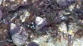 Small hermit crabs at central California coast