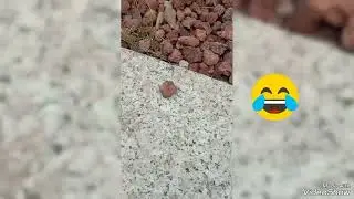 Поиски насекомых в Италии! Пробный выпуск и коварный бокоход!