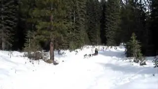 Nick and Hayden - Dogsledding in Shasta