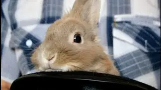 Funny Bunny - Забавный зайчик