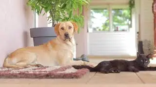 Насыщенная жизнь Графа и Моти