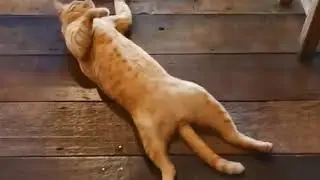 ПРОСТО ..!!! Рыжий пофигист  !!!