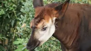 Wild okapi