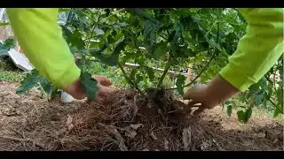 HOW TO DOUBLE TOMATO AND CUCUMBER CROPS - UPDATE WITH NEW TIPS #garden