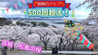 日本三景、宮城県松島町の桜