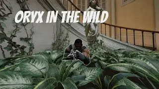 If Oryx was on Animal Planet