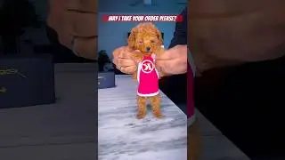 What’s your order? #poodle #puppy #toypoodle #shorts