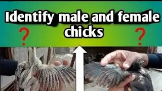 HOW TO IDENTIFY MALE AND FEMALE CHICKS ... BY FEATHERS