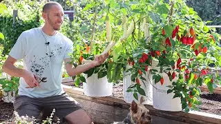 Here’s why I’m ONLY planting in containers next year 🤷‍♂️