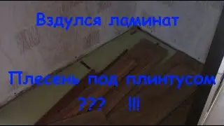 Почему разбух, вздулся ламинат и как исправить, что делать. Плесень под плинтусами
