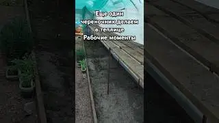 Делаем еще череночник в теплице. Зеленое черенкование гортензии