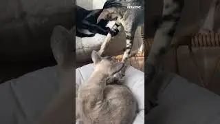 Jealous Cat's Possessive Behavior | Hilarious Video!