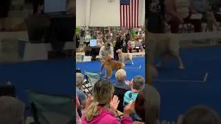 Watch my dog win big at a dog show