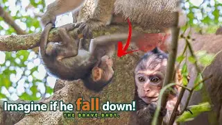 Baby monkey is on the tree 8m and imagine if he fall down.😨