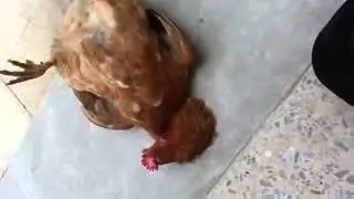 Allahu akbar