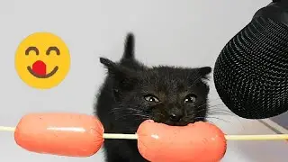 Funny Cats ASMR  \ Funny Dogs \ Funny Animals 2023 \ Cute animals