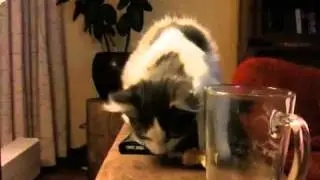 Chico