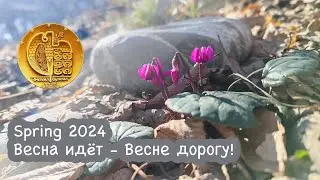 🇬🇪 🍀 Spring in Tbilisi neighborhoods. Весна в Тбилиси. February, 2024