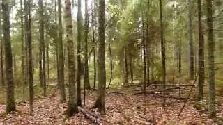 Три дня ОХОТЫ с ГОНЧИМИ