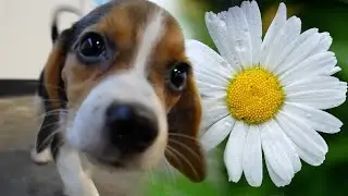 Little Daisy the beagle won't be going to a lab (4,000 beagles)!