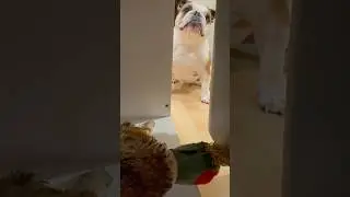 #bulldog # #dog #cute  #iloveenglishbulldogs #dogbreed #bulldogslove #englishbulldog #bulldogslife #