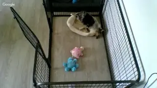 Puppycam, Galaxy 12 weeks
