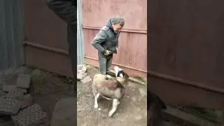 Злой Хаски всех впускает никого не выпускает!