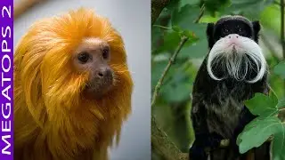 9 Monos con Pelajes Más Increíbles
