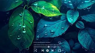 Leaves Morning Dew 4K || Download Video Wallpaper - DVW