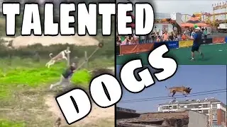 pitbull vs malinois | mga talentadong aso | rasec tv |