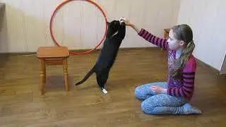 Дрессировка кота