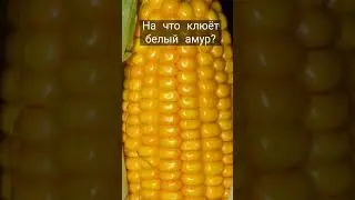 На что клюёт белый амур