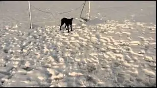Батарчин нохой