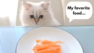What do cats eat?