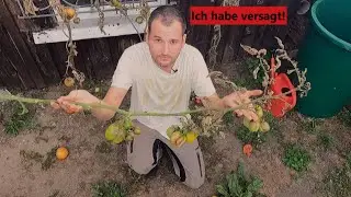 Kraut- und Braunfäule hat alles zerstört! | Ich bin am Ende... 😭 alle Tomaten tot!