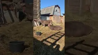 До отёла 10 дней