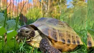 The Incredible Tortoise! 🐢💪 #TortoisePower #AgainstAllOdds #NeverGiveUp #AnimalAdventures