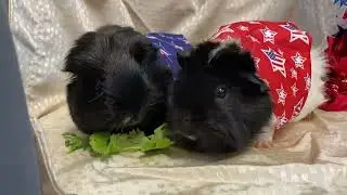 Noms for Fluff & Nutella (Ramapo-Bergen Animal Refuge)
